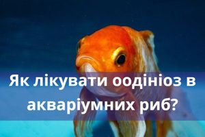 Як лікувати оодініоз в акваріумних риб? фото