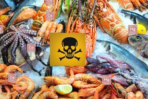 Морепродукти – джерело токсичних важких металів Як менше їсти ртуті, кадмію? фото